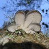 Pleurotus ostreatus